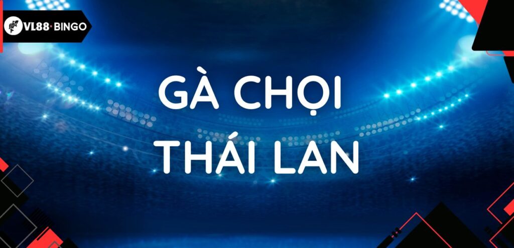 Gà chọi Thái Lan - Cỗ máy chiến đấu siêu bền bỉ